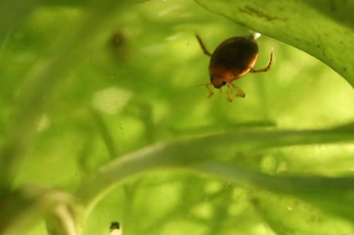 Réf. 251 401 : Hyphydrus ovatus